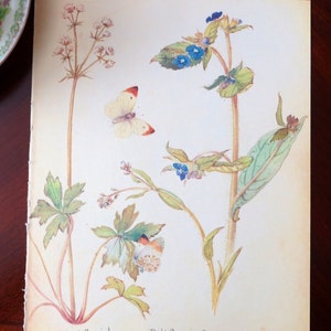 Vintage Wildflower Watercolor Book Plate: Edith Holden Print