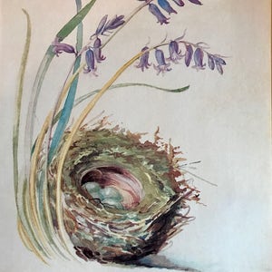 May include: A watercolor painting of a bird's nest with blue eggs, surrounded by wild hyacinths. The text "Wild Hyacinths & Hedge-sparrow's nest" is written below the nest. The text "Small Copper Butterfly" is written below the hyacinths.