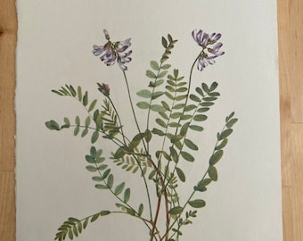 Vintage Book Plate - Alpine Milk Vetch - Wildflowers of North America - Wildflower Book plate