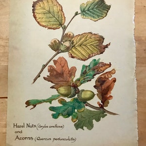 Vintage Book Plate - Country Diary of an Edwardian Lady - English Cottage - Paper Ephemera - Vintage Wildflower Watercolor