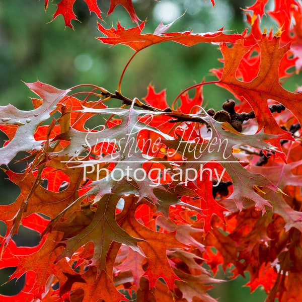 Red oak leaves Print| Digital Download| Printable Wall Art| Home Wall Decor| Digital Photo| Wall Art| Wall Art Print| Wall Decor