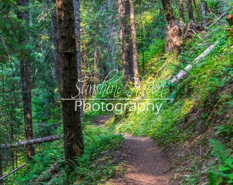 Mountain path in forest with trees Print| Digital Download| Printable Wall Art| Home Wall Decor| Digital Photo| Wall Art| Wall Art Print