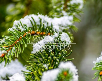 Snow and iced evergreen branch Print| Digital Download| Printable Wall Art| Home Wall Decor| Digital Photo| Wall Art| Wall Art Print