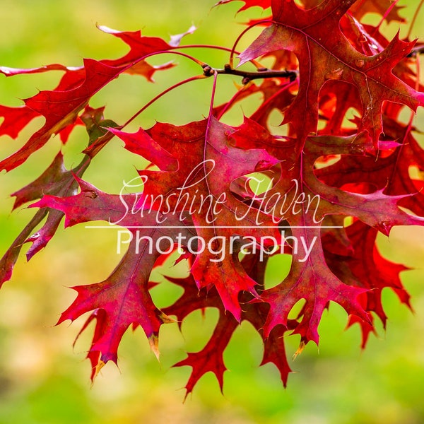 Red oak leaves with green background Print| Digital Download| Printable Wall Art| Home Wall Decor| Digital Photo| Wall Art| Wall Art Print