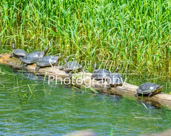 Group of painted turtles on a Log Print| Digital Download| Printable Wall Art| Home Wall Decor| Digital Photo| Wall Art| Wall Art Print