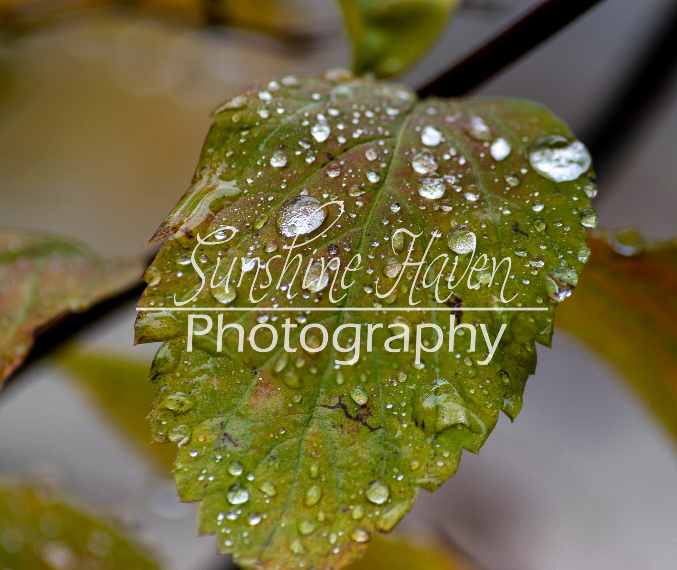 Premium Photo  Macro nature photography water drops on a