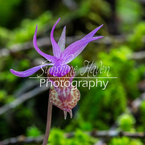 Purple fairy slipper Print| Digital Download| Printable Wall Art| Home Wall Decor| Digital Photo| Wall Art| Wall Art Print| Wall Decor