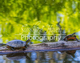 Painted turtles on log Print| Digital Download| Printable Wall Art| Home Wall Decor| Digital Photo| Wall Art| Wall Art Print| Wall Decor