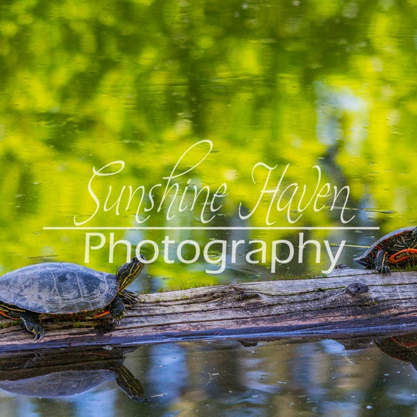 Turtle on Log - Etsy