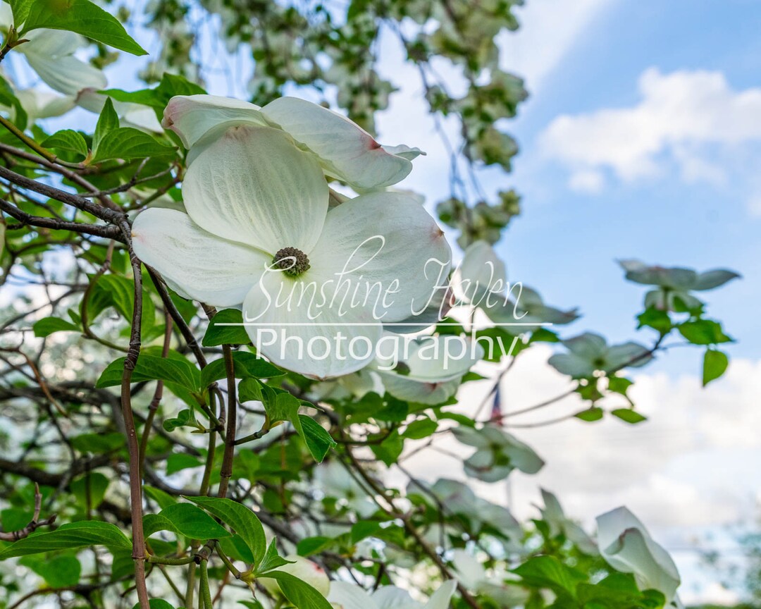 White Dogwood Tree Blossoms Print Digital Download Printable Wall Art ...