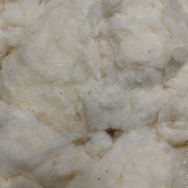 Ginned Cotton Fiber, 8oz Acala cotton spinning fiber. Natural creamy white loose fluffy fiber.