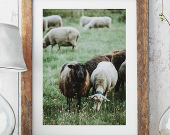 Sheep Country Life Photography, Nature Photography, Art Printing, Animals, Wall Design Living Room