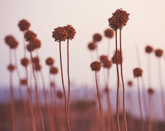 Wild leek photo, photography, art print, poster, nature photography, decoration, wall design, office, living room, bedroom