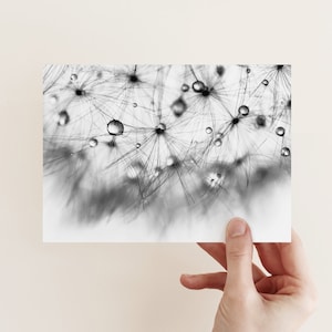 Postkarte Pusteblume, schwarzweiß, Fotopostkarte, Grußkarte, Geschenkkarte, Fotografie, Vintage, monochrom, Löwenzahn