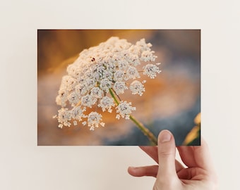 Postkarte Wilde Möhre, Blumen, Fotopostkarte, Naturfotografie, Geburtstag, Glückwunschkarte, Grußkarte, Geschenkkarte