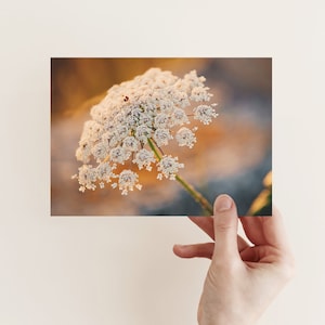 Postkarte Wilde Möhre, Blumen, Fotopostkarte, Naturfotografie, Geburtstag, Glückwunschkarte, Grußkarte, Geschenkkarte