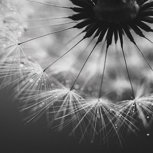 Pusteblume Foto, Naturfotografie, Kunstdruck, Poster, schwarzweiß, Löwenzahn, Dekoration, modern, Büro, Wohnzimmer, Schlafzimmer Bild 1