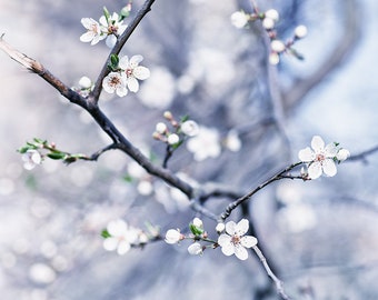 Cherry Blossoms Photo, Nature Photography, Printemps, Bleu, Sakura, Art Print, Affiche, Décoration, Vintage, Bureau, Salon, Chambre