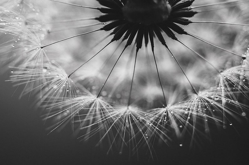 Pusteblume Foto, Naturfotografie, Kunstdruck, Poster, schwarzweiß, Löwenzahn, Dekoration, modern, Büro, Wohnzimmer, Schlafzimmer Bild 1