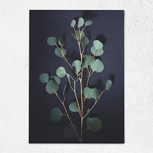 Postkarte Eukalyptus, Botanik, Fotopostkarte, Grußkarte, Geschenkkarte, Fotografie, mood, Melancholie, Hygge, Lifestyle, urban jungle