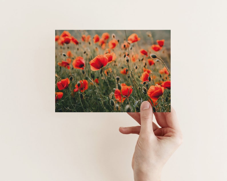 Postkarte Mohnblumen, Mohnwiese, Glückwunschkarte, Geburtstag, Grußkarte, Geschenkkarte, Naturfotografie Bild 5