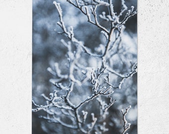 Carte postale Branches givrées, Cartes de Noël, Cartes de vœux, Noël, Hiver, Cartes-cadeaux, Carte postale photo, Photographie, Photographie de nature