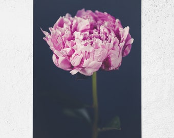 Postkarte Pfingstrose, Geburtstag, Blumen, Fotopostkarte, Glückwunschkarte, Grußkarte, Geschenkkarte, Fotografie, Botanik, Frühling