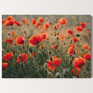 Postkarte Mohnblumen, Mohnwiese, Glückwunschkarte, Geburtstag, Grußkarte, Geschenkkarte, Naturfotografie