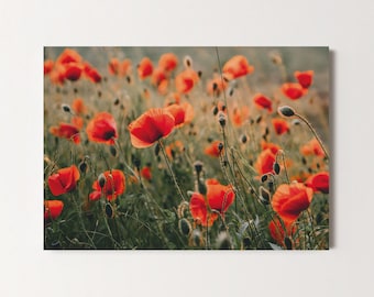 Postkarte Mohnblumen, Mohnwiese, Glückwunschkarte, Geburtstag, Grußkarte, Geschenkkarte, Naturfotografie