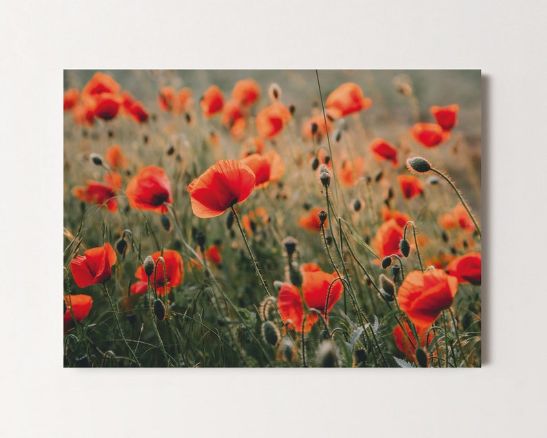 Postkarte Mohnblumen, Mohnwiese, Glückwunschkarte, Geburtstag, Grußkarte, Geschenkkarte, Naturfotografie Bild 1