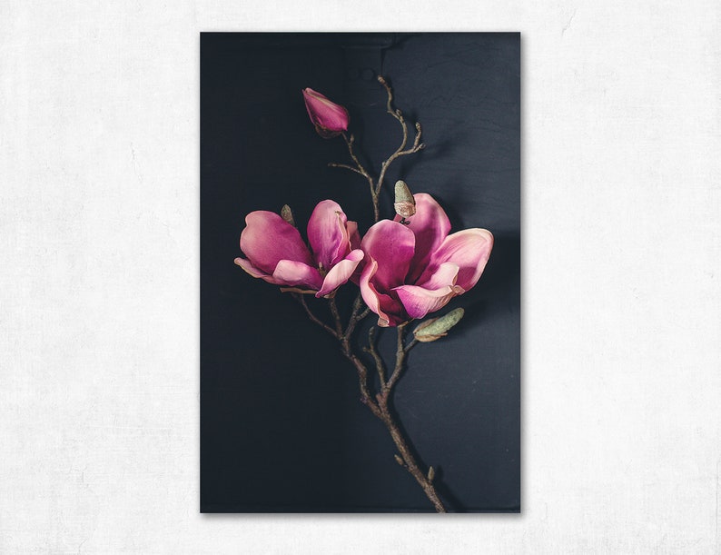 May include: Pink magnolia blossoms on a dark background. The flowers are in full bloom and have a delicate, feminine appearance.