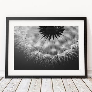 Pusteblume Foto, Naturfotografie, Kunstdruck, Poster, schwarzweiß, Löwenzahn, Dekoration, modern, Büro, Wohnzimmer, Schlafzimmer Bild 2