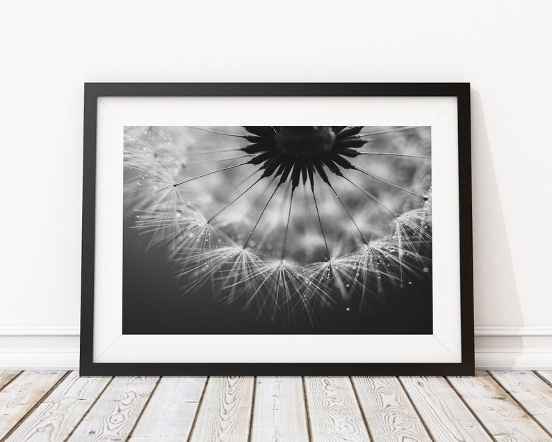 Pusteblume Foto, Naturfotografie, Kunstdruck, Poster, schwarzweiß, Löwenzahn, Dekoration, modern, Büro, Wohnzimmer, Schlafzimmer Bild 2