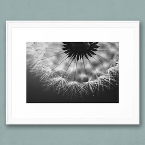 Pusteblume Foto, Naturfotografie, Kunstdruck, Poster, schwarzweiß, Löwenzahn, Dekoration, modern, Büro, Wohnzimmer, Schlafzimmer Bild 5