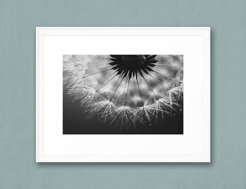 Pusteblume Foto, Naturfotografie, Kunstdruck, Poster, schwarzweiß, Löwenzahn, Dekoration, modern, Büro, Wohnzimmer, Schlafzimmer Bild 5