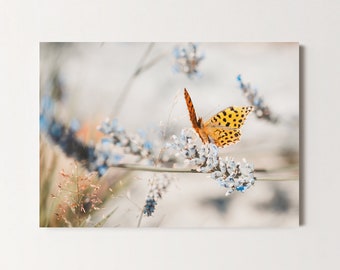 Postcard butterfly, greeting card, birthday, greeting card, gift card, nature photography