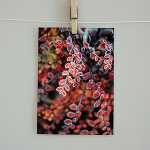 Grußkarte Rote Zweige, Postkarte Weihnachtskarte