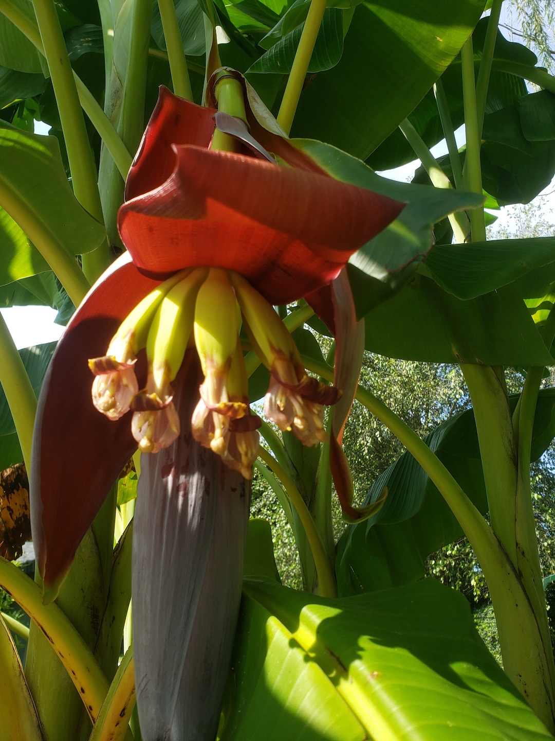 Planta de banano banano del Orinoco Musa accuminata capaz de dar frutos ...