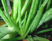 Aloe Mix Includes Aloe Vera 10 Seeds Perennial Succulents