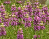 100 Lemon Mint Bee Balm 100 Seeds Fragrant Herb - Deer resistant Monarda Citriodora. Annual