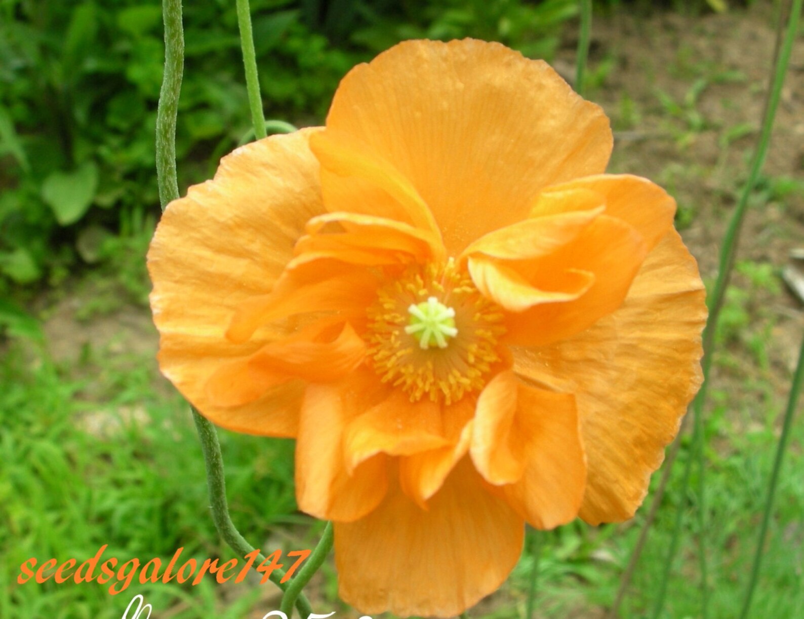 Spanish Poppy Tangerine Dream 100 Perennial Seeds Double Etsy