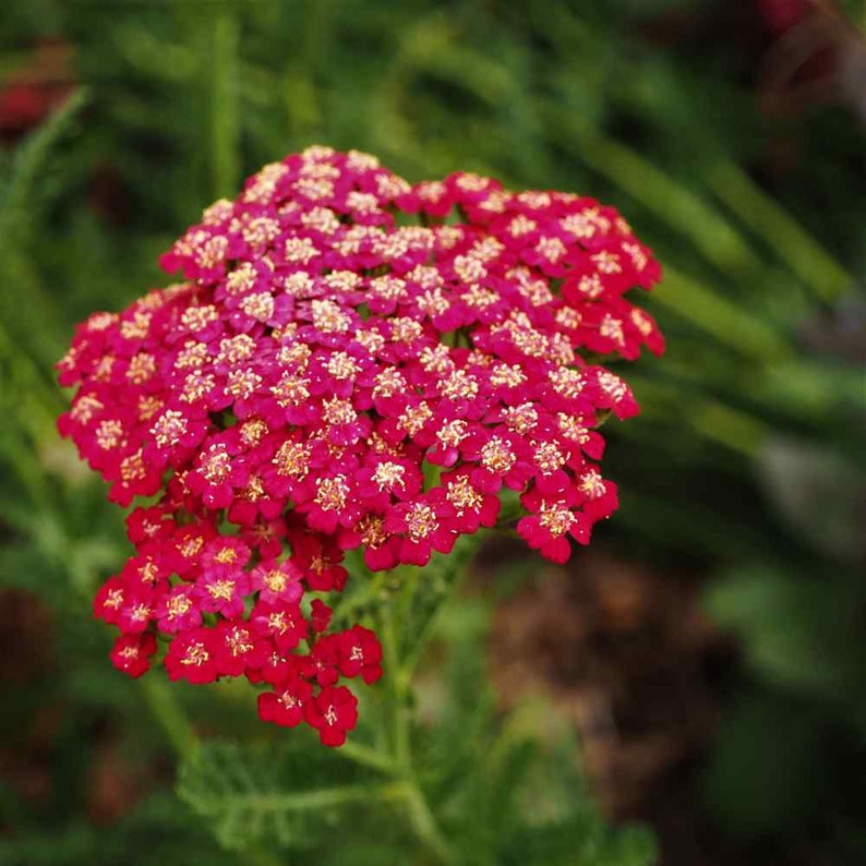 Yarrow Rubra Red 20 Seeds Perennial Herb Deer resistant Etsy