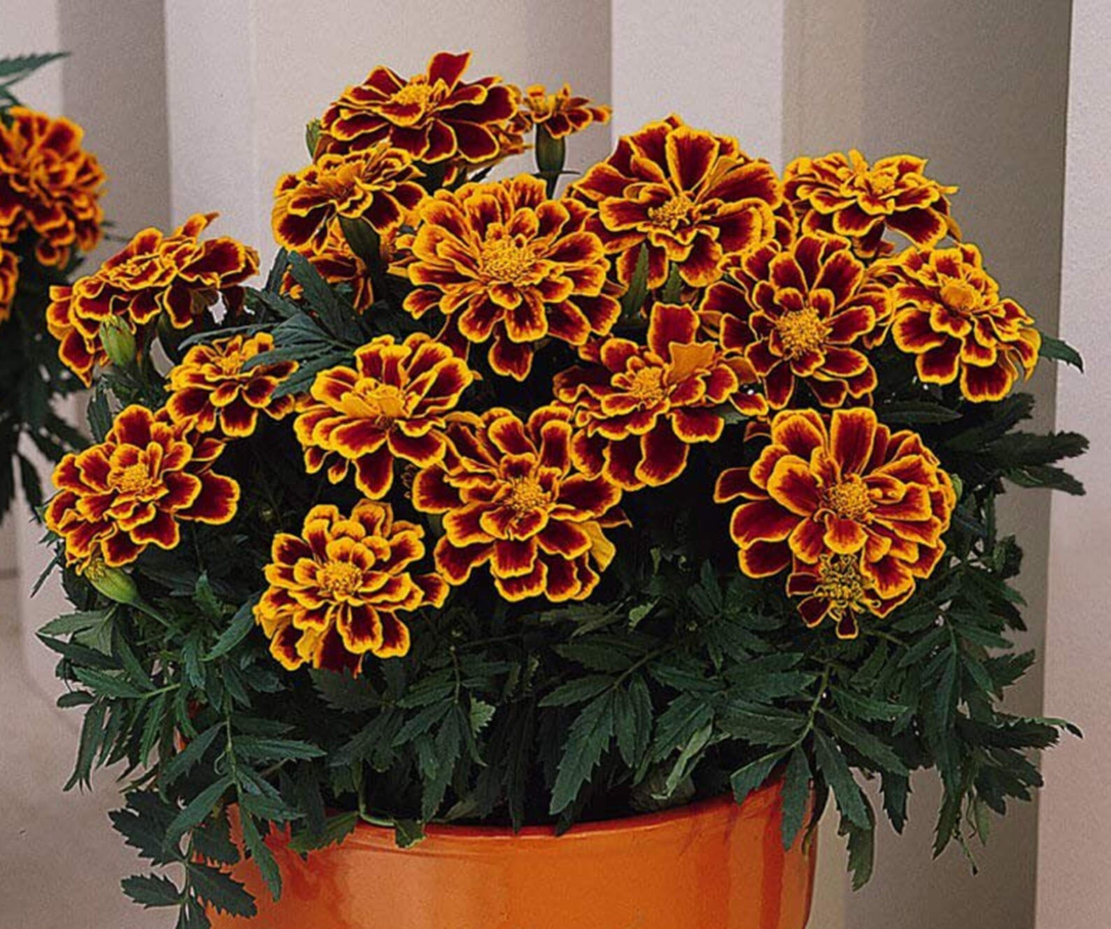 Marigold Champion Flame 20 Seeds Enano 810 Pulgadas Etsy