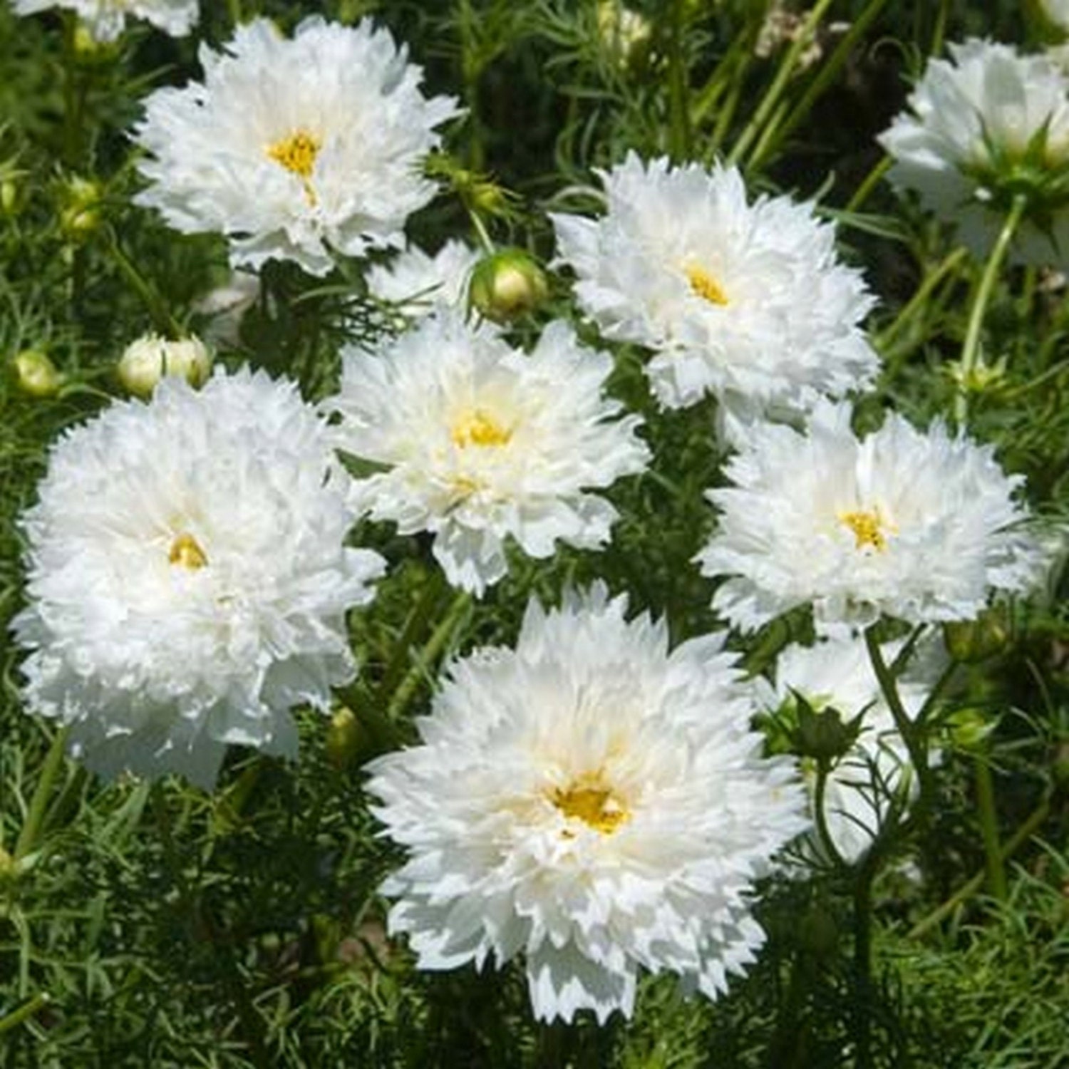 Organic COSMOS /'Double Click Snow Puff /' 25pkt