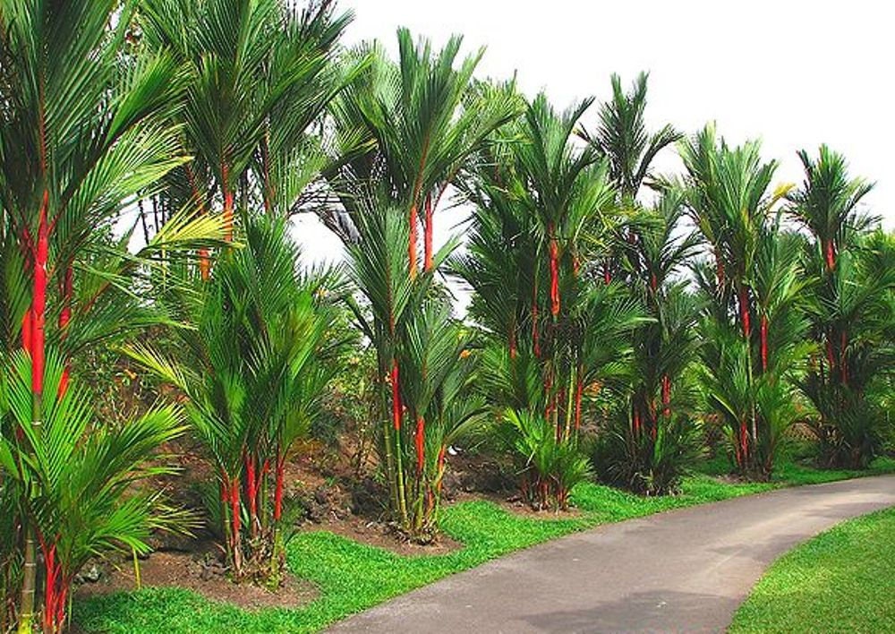 Lipstick Palm Tree / Red Sealing Wax Palm 10 Seeds One of Etsy