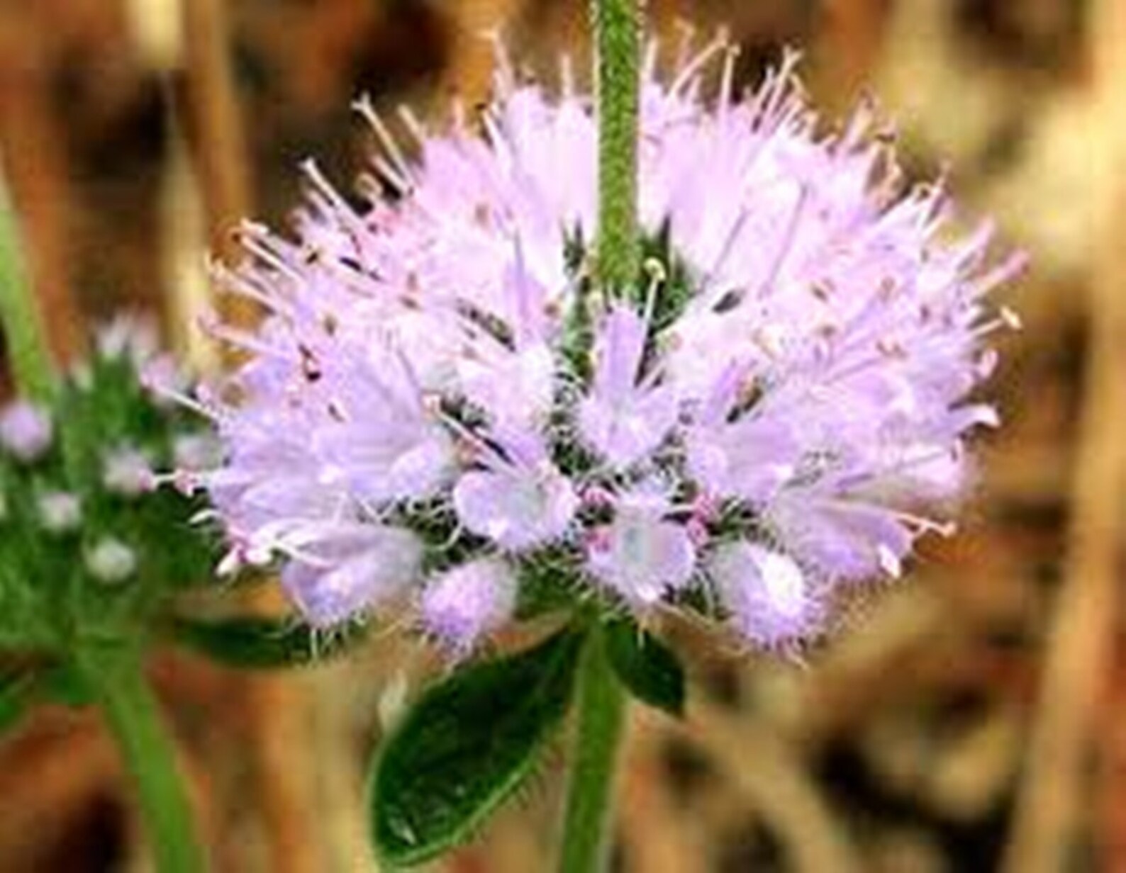 Pennyroyal 50 Seeds Perennial Heirloom Herb Keep Bugs Away Etsy