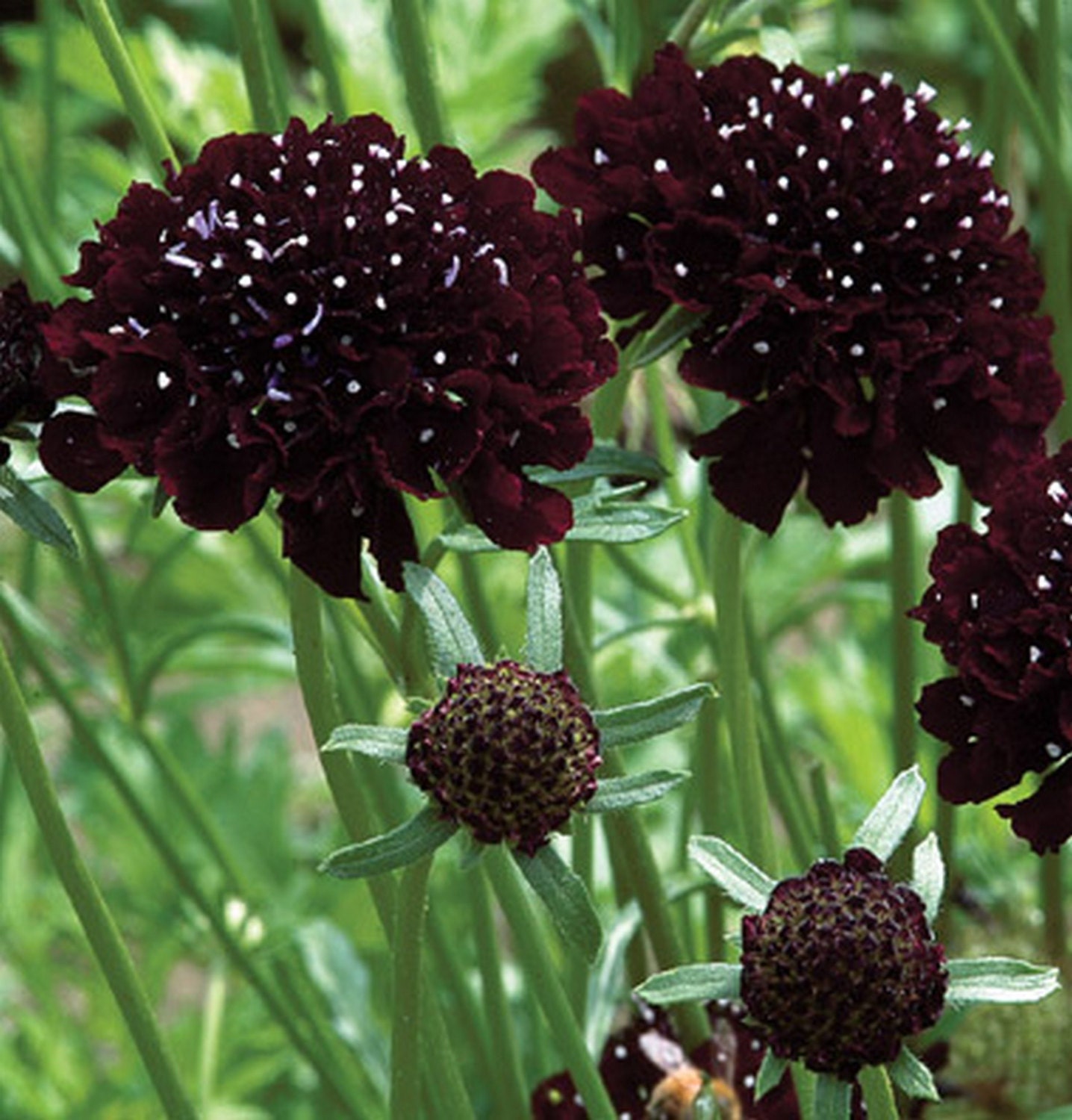 Scabiosa Black Knight/Pin Cushion Plant Gothic 15 Seeds Etsy