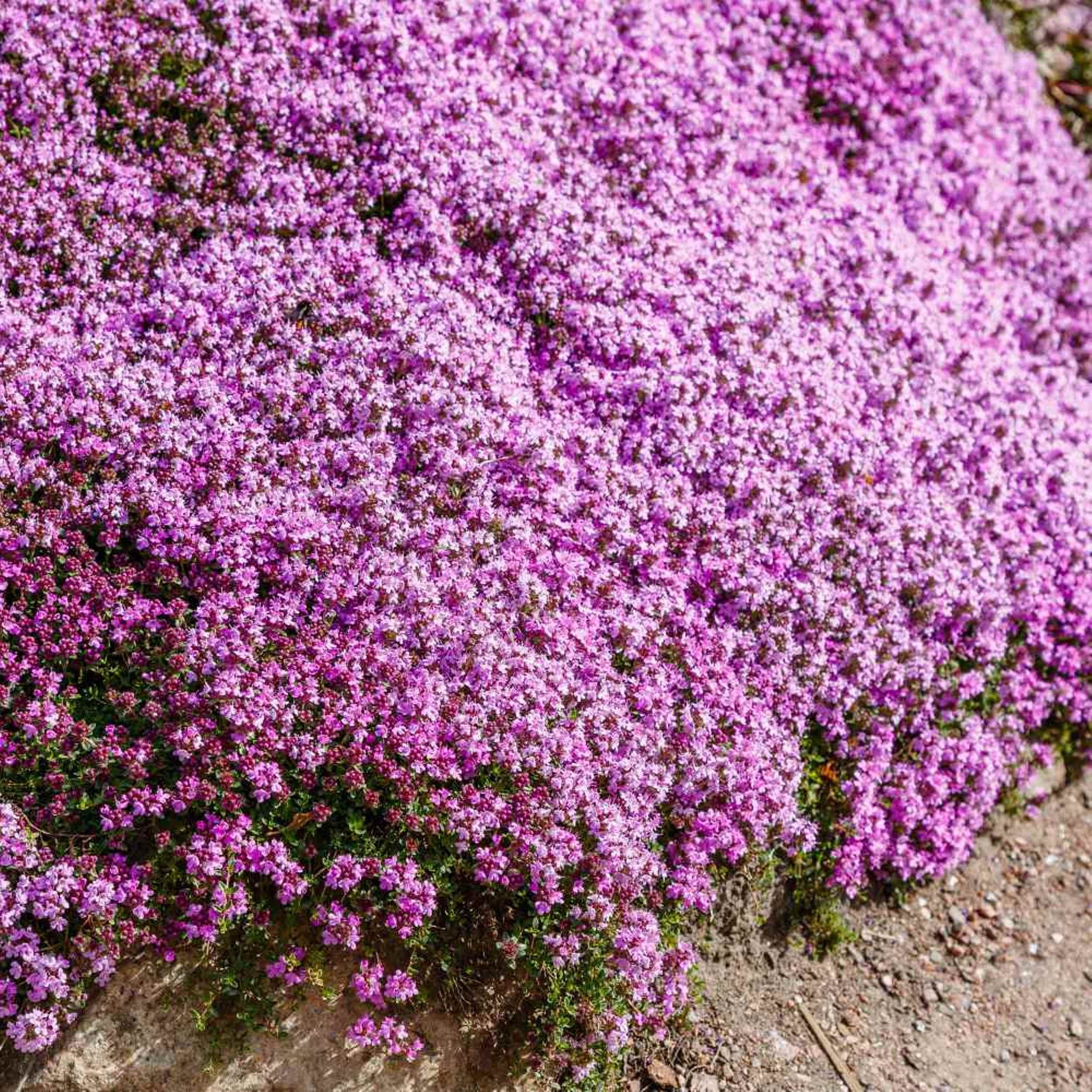 5000 Creeping Thyme 5000 Seeds Perennial Deer resistant Etsy