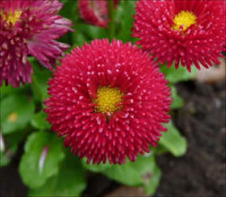 - Red Bellis Perennis Super Enorma 100 Seeds