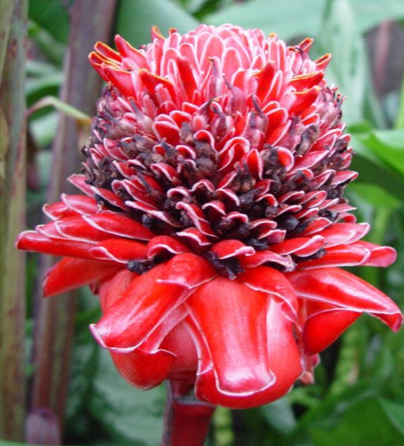 Red Torch Ginger Edible Seeds Perennial House plant Etsy